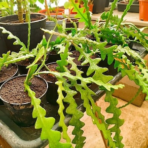 Zig zag cactus - Etsy.de