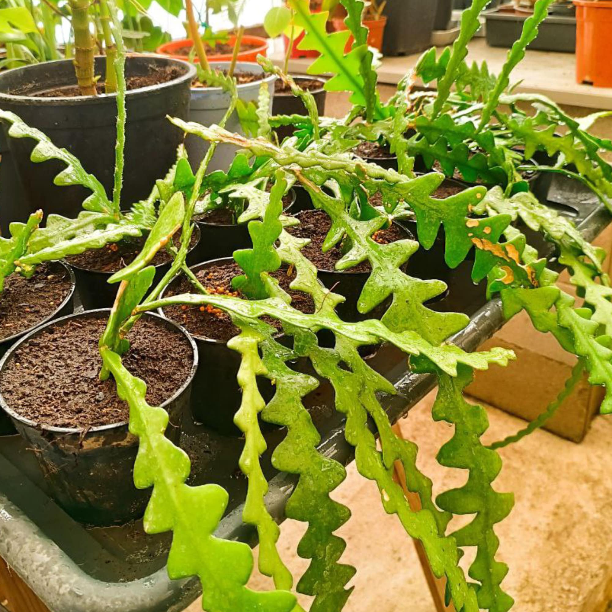 Zig Zag Cactus - Live Plant Size M - Etsy Denmark