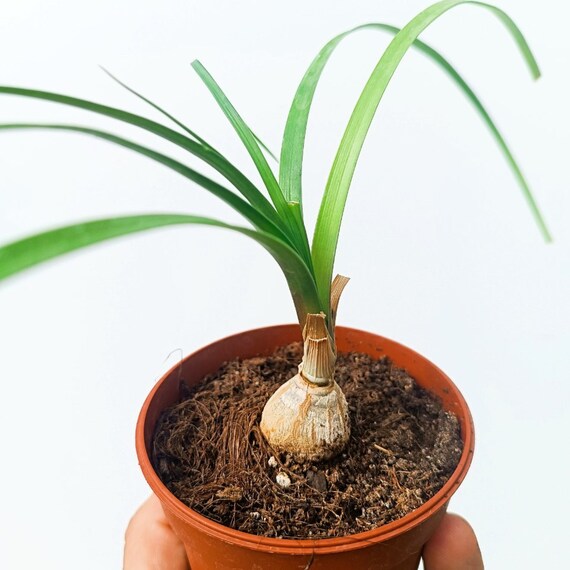 Beaucarnea Nolina  Elefantenfu  Jungpflanze im Topf - Etsy.de
