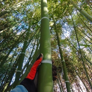 Bambu SPP-risom - 20 år gammal färsk risom - Specialbeställning, tillverkad på beställning