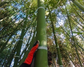 Bamboe SPP-wortelstok - 20 jaar oude verse wortelstok - Op bestelling gemaakt