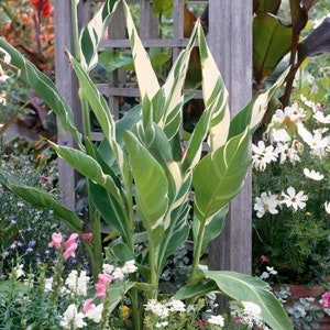 Canna Stuttgart – Canna Variegata – Growing rhizome