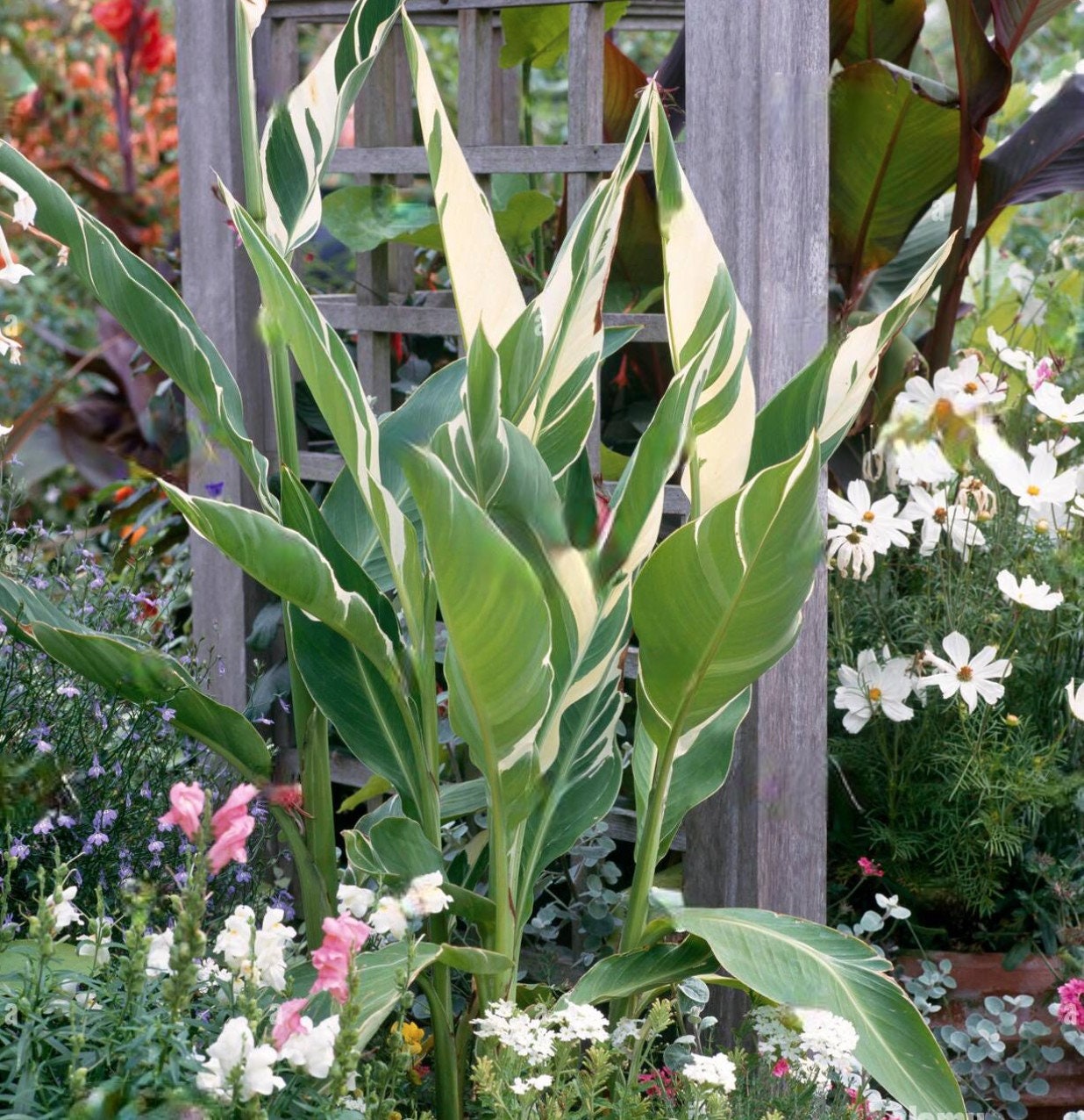 Canna Stuttgart  Canna Variegata  Wachsendes Rhizom - Etsy.de
