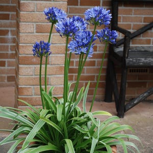 Blue Agapanthus - African Lily - Live Plant