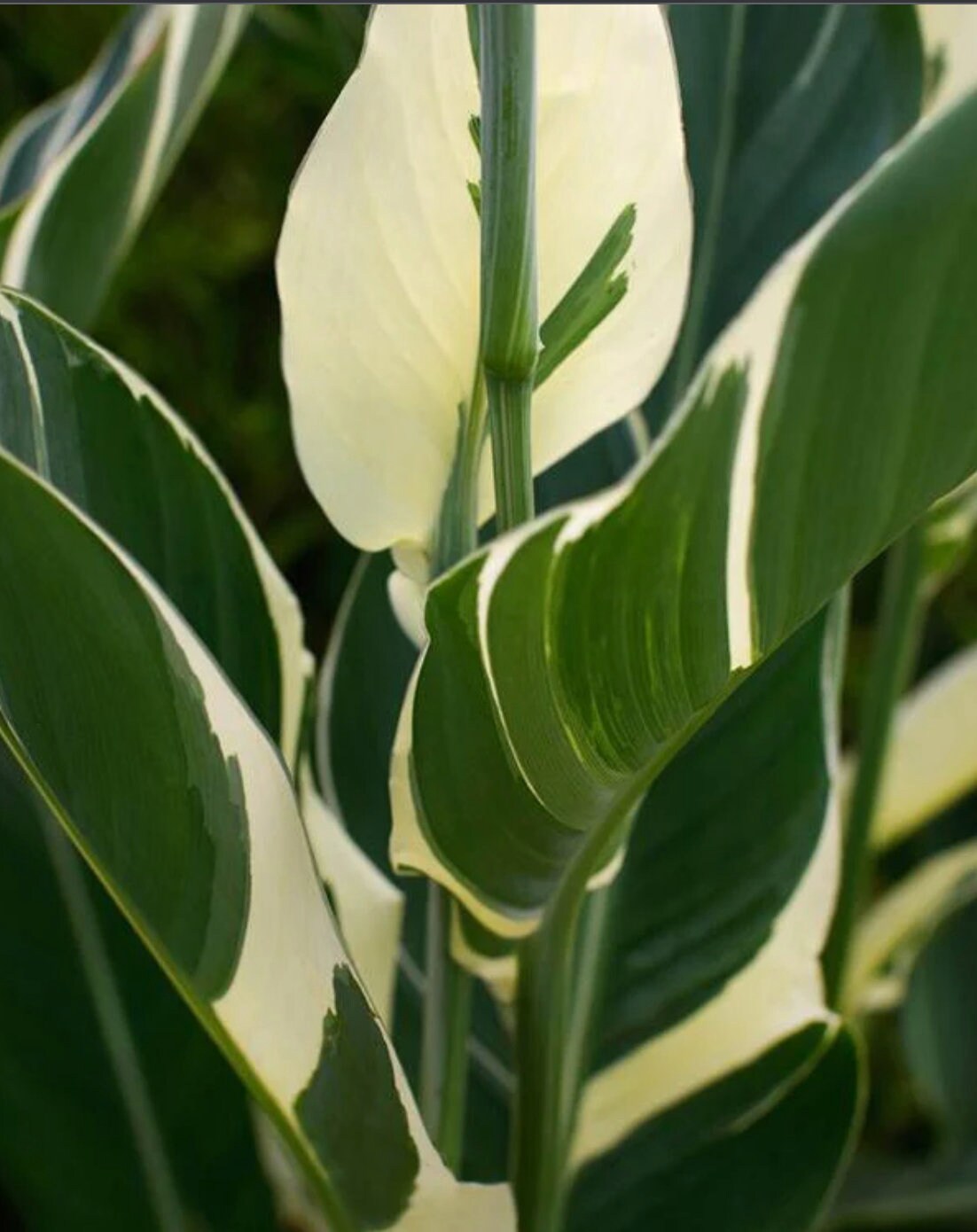 Canna Stuttgart  Canna Variegata  Growing Rhizome - Etsy Canada