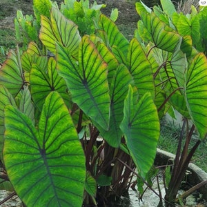 Lugarsia Blue Hawaii – Levende plant