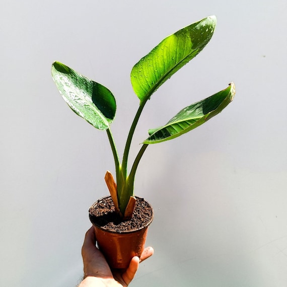 Strelitzia Nicolai Augusta  Black Bird of Paradise - Etsy Denmark