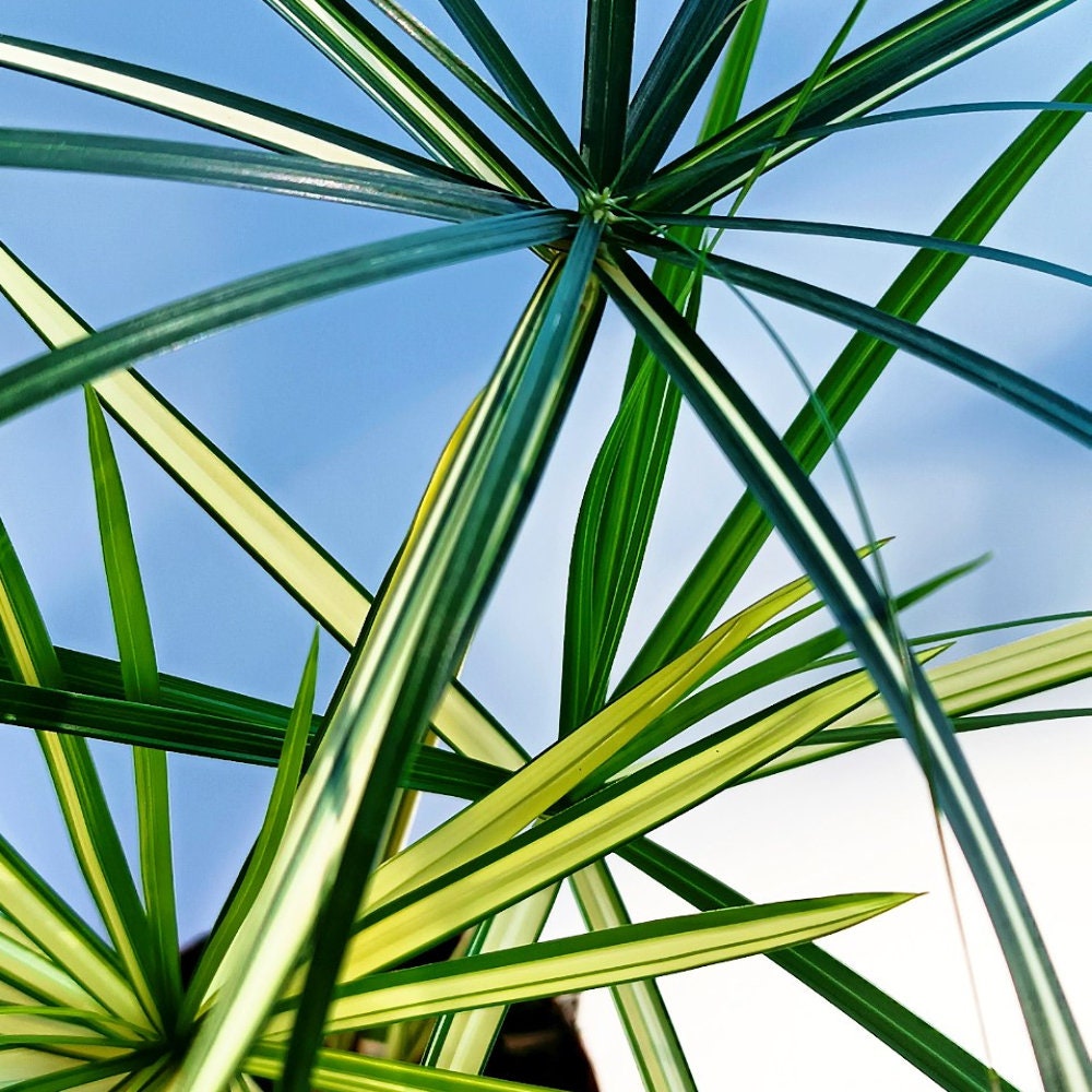 Cyperus Alternifolius Variegata  Live Plant - Variegated Papyrus - Etsy  Canada