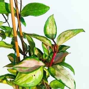 Hoya Marlea - Wax Flower - Live Plant