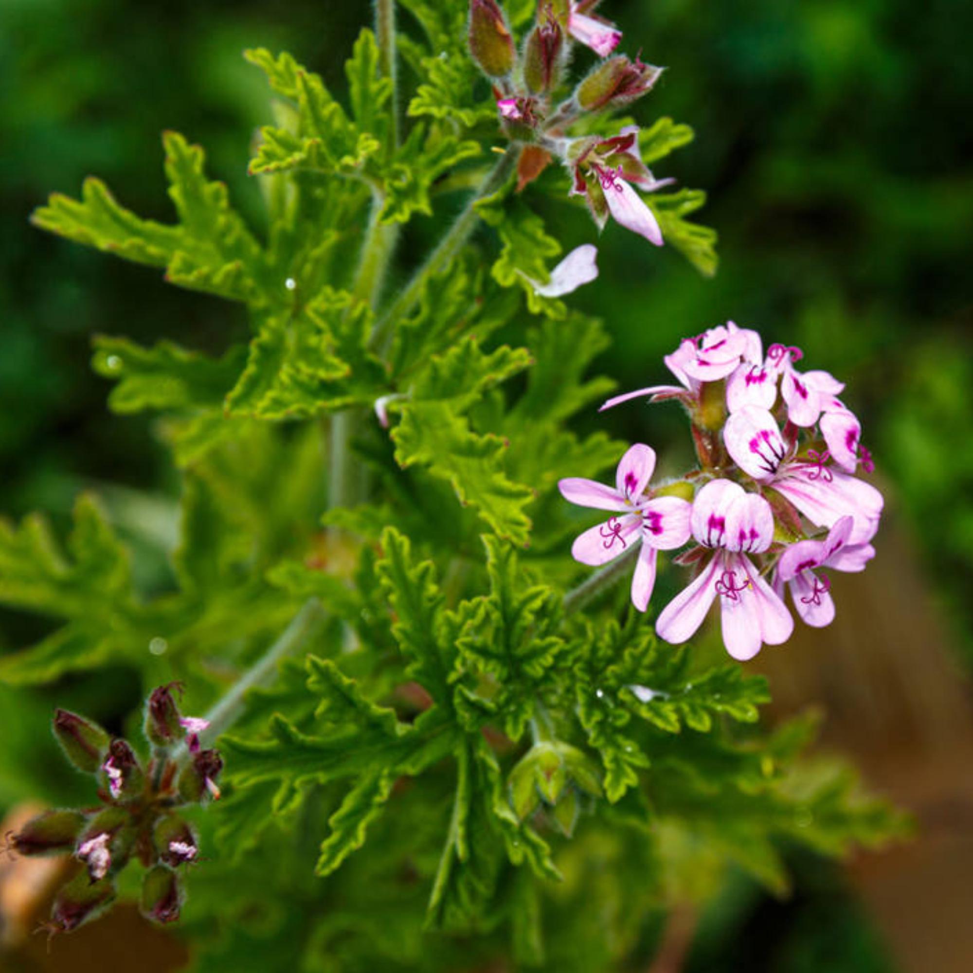 Pelargonium Crispum Citricum  Live Plant  Anti Mosquito Plant - Etsy  Ireland