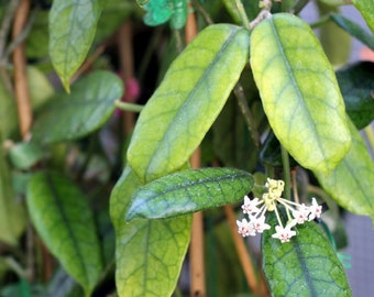 Hoya Globulosa Cocodrilo - Planta Viva Grande – Especímenes Únicos – PROPLANT