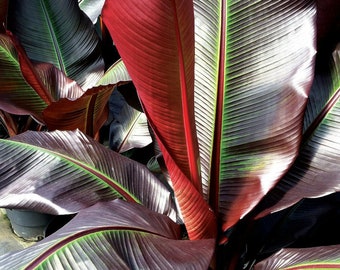 Musa Ensete Maurelli – Ethiopian Red Banana – Ornamental banana tree with beautiful red leaves – Live Plant