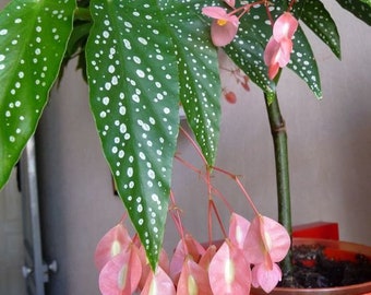 Bégonia arbre Tamaya – Rare – Plante moyenne