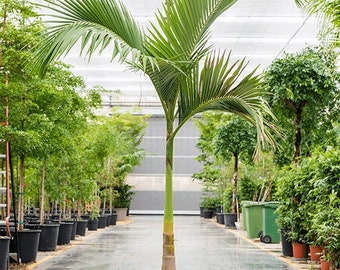 Archontophoenix Alexandrae – Australische koninklijke palm - levende plant - NIEUW LOT