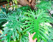 Philodendron Tree Selloum - Thaumatophyllum Bipinnatifidum - Small Live  Plant - Etsy Canada