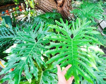 Philodendron-Baum (Thaumatophyllum bipinnatifidum)  Kleine lebende Pflanze  - Etsy sterreich