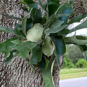 Platycerium bifurcatum – Elchhornfarn – Mittelgroße lebende Pflanze