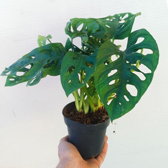 Monstera Monkey Mask  [Affengesicht]  Lebende Pflanze - Etsy.de