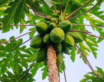 Carica Papaya – Fruitboom – Papajaboom – Levende plant