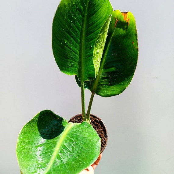 pilze zimmerpflanze 🏆 Pflanzenstecker: Mini-Pilze main image 1