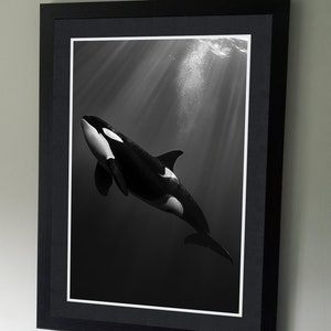 Orca - Cartel de fotografía de vida silvestre - Arte de pared - Decoración del hogar