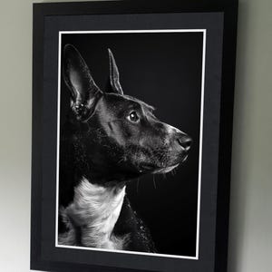 Bullterrier Hunde Portrait - Miniatur Bullterrier Hund - B&W Haustier-Fotografie Poster - Kunstliebhaber