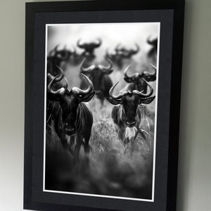 Wildebeest - B&W Wildlife Photography Poster - Wall art - art lovers