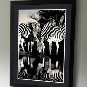 Zebras - Wildlife Photography Poster - Wall art - Home decor