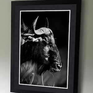 Wildebeest - B&W Wildlife Photography Poster - Wall art - art lovers