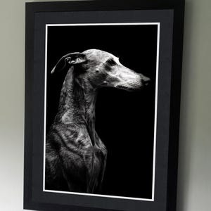 Whippet Dog Portrait - Sighthound - Greyhound - B&W Pet Photography Poster - Wall art - art lovers