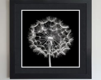 Dandelion Black & White Photograph Poster - Dandelion Wall Art, Vintage Flower Wall Art, Rustic Floral Home Decor, Dandelion design
