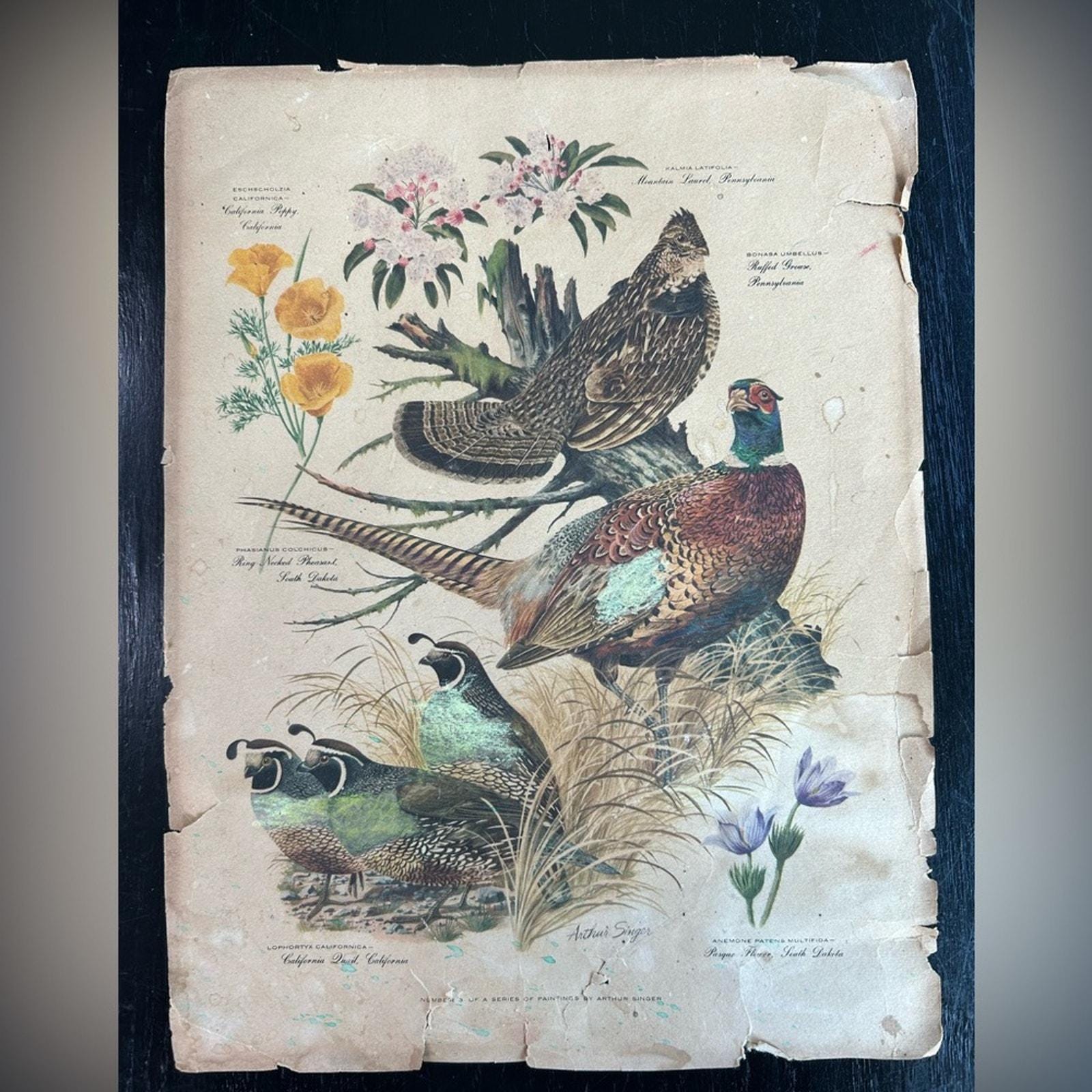 Arthur Singer Birds - Etsy