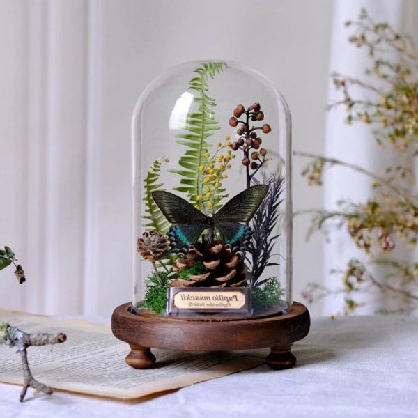 Transparent Glass Butterfly Specimen Display Dome Bell Jar Desktop