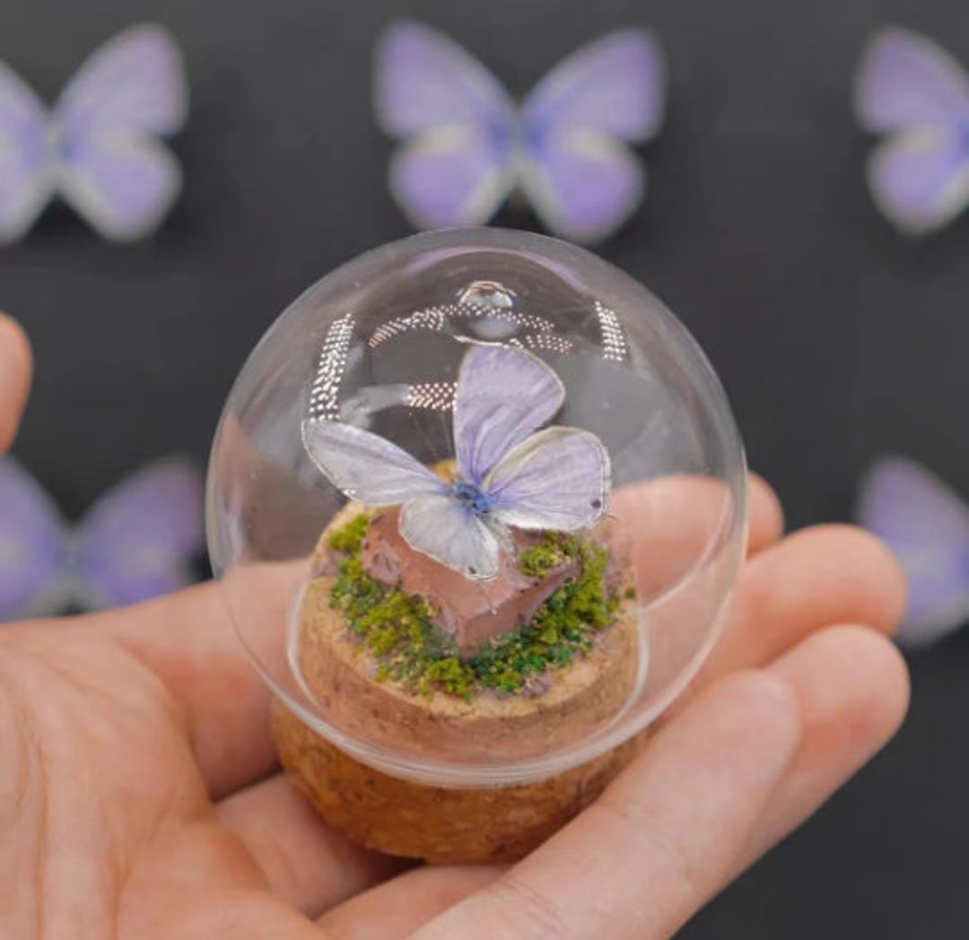 Mini Butterflies Preserved in Glass Domes Real Butterflies Etsy