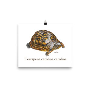 Rainy day Box Turtle Print 8x10in