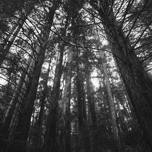 Black and White Redwood Tree Prints