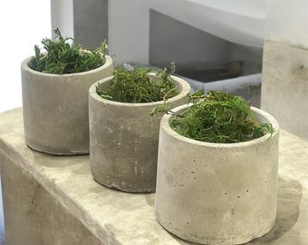 May include: Three small, gray concrete planters with green moss inside. The planters are arranged in a row on a gray surface.