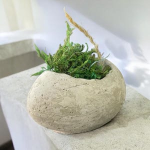 Puede incluir: Un pequeño macetero de hormigón gris claro con forma de óvalo redondeado. El macetero está lleno de musgo verde y un solo tallo de hierba seca.