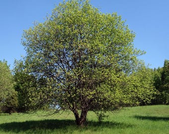 French Pussy Willow Starter Plant, 1-2 feet tall now, Salix Caprea, Branches in bloom are beloved for decorations, Pollinator friendly plant