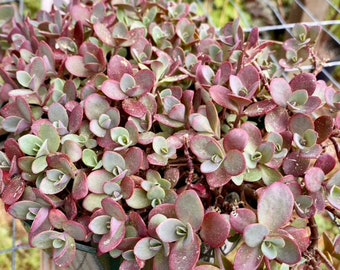 Firecracker Sedum Stonecrop, Established plant, Gorgeous evergreen in mild climates, Drought tolerant and rabbit resistant, Low maintenance