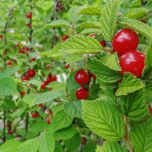 Nanking Cherry Bush 16-24+"  GORGEOUS blooms, Edible  DORMANT and Bare root