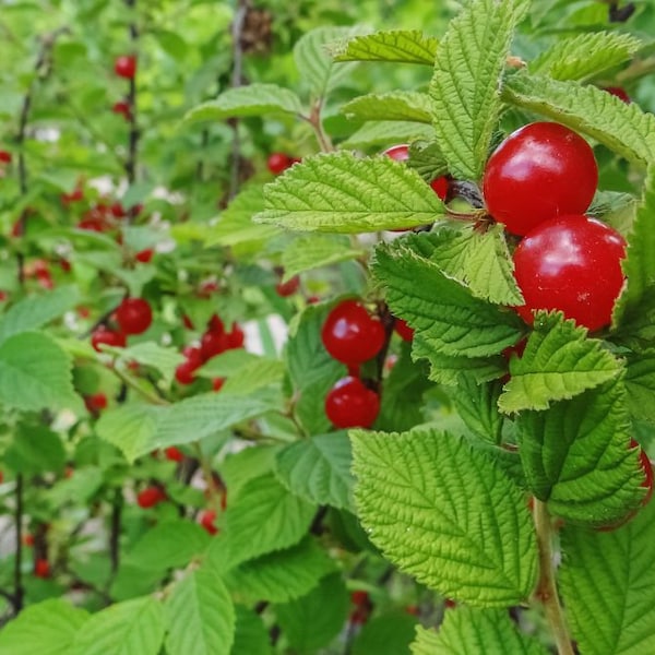 Nanking Cherry Bush 16-24+"  GORGEOUS blooms, Edible  DORMANT and Bare root