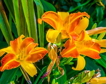 Frans Hals Daylily, Striking bicolor red and yellow petals, Mid to late summer bloomer, Drought and heat tolerant, Very low maintenance
