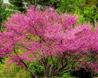 Eastern Redbud Tree, 18+ inches tall now, Cercis canadensis, Eastern US native tree, Small flowering tree with pink blooms in early spring