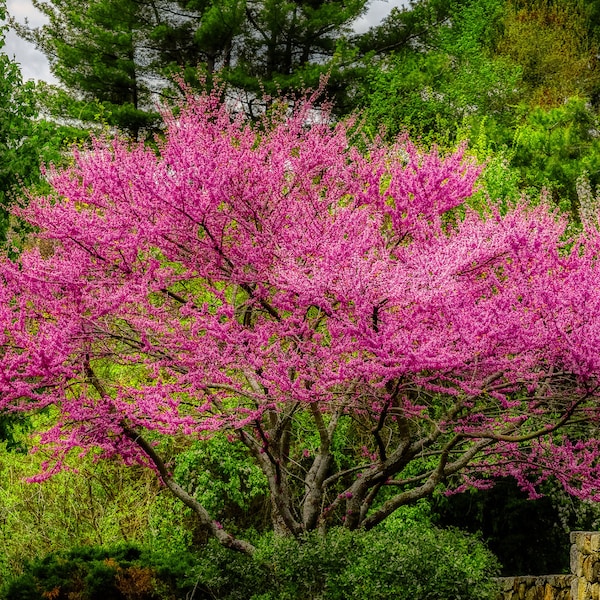 Eastern Redbud Tree, 18+ inches tall now, Cercis canadensis, Eastern US native tree, Small flowering tree with pink blooms in early spring