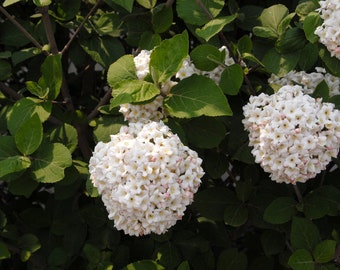 Fragrant Snowball Viburnum, 1-2 feet tall now, Fragrant white snowball blooms in spring, Easy to grow and low maintenance