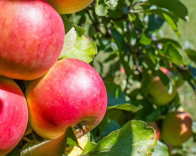 Mcintosh Apple Tree, Dwarf Size, 18 or More Tall Now, Great Fruit Tree