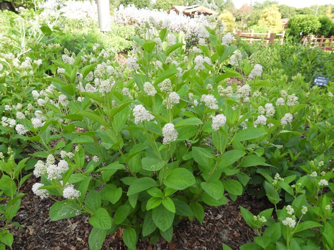 New Jersey Tea Plant (Ceanothus Americanus) - #2 Size Container, White Flowers, Attracts Pollinators & Hummingbirds