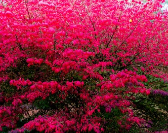 Compact Burning Bush, 4 years old, 1-2 feet tall now, Eye catching red fall color, Great for shrub borders and privacy screens