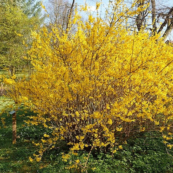 Lynwood Gold Forsythia, around 2 ft tall now, WOW color in late winter or early spring, Perfect for a fast growing hedge row